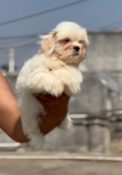 Order Female  Maltese Puppy from Chennai